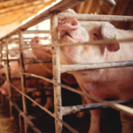 ОМЕГА-3 ЖИРНІ КИСЛОТИ ДЛЯ ПОКРАЩЕННЯ РЕПРОДУКТИВНИХ ВЛАСТИВОСТЕЙ СВИНЕЙ